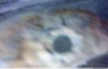 jo077o7pkxzm29rteour_thumb.jpg